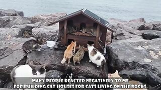 The Man Who Builds Stronger Cat Shelters Than the Government Does