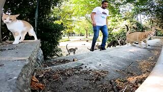 Hundreds of Stray Cats Have Only One Favorite Human