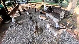 This man has an army of furry friends.