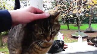 A Husband and Wife With One Mission: No Cat Goes Hungry