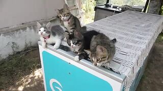 The adorable and sweet little kittens who are the restaurant’s mascots.