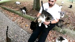 When Life Hurts, Let a Cat Heal Your Heart