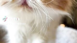 Cute Kitten Baby