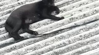 Cat relaxing on the roof.