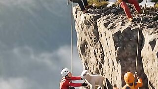 Brave Rescuers Save a Baby Goat Trapped on a Dangerous Cliff