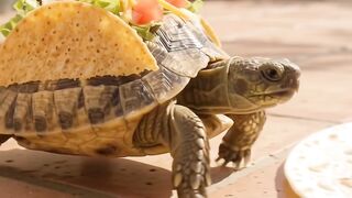 Taco turtle 😍