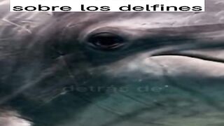 ¡No te dejes engañar por esa cara bonita! 🐬