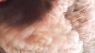 A Mother Hen Protects Her Adorable Baby Chicks 🐔🐣