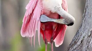 red bird is beautiful