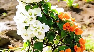 Beautiful Flower❤️💚💐