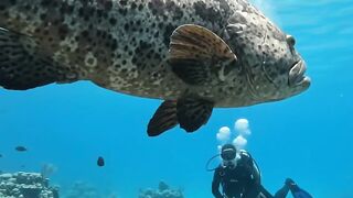 An Incredible Ocean of Fish! 🐟🌊