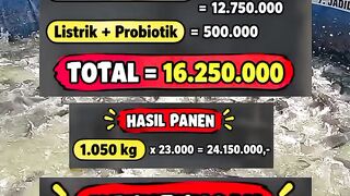 Calculation of spreading 1000 seeds