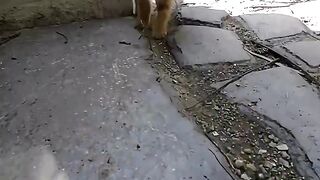 Gato na rua