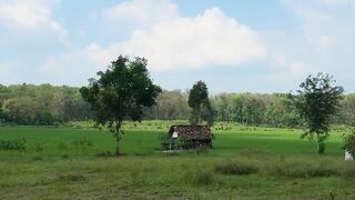 Paddy field 2
