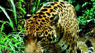 The Snow Leopard’s Incredible Mountain Chase! 🐆