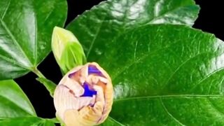 Beautiful nature 382