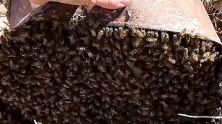 She Brought Home a Beehive—But It Was a Killer Hornet Nest
