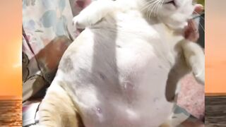 When Your Cat Loves Food Too Much 🍗