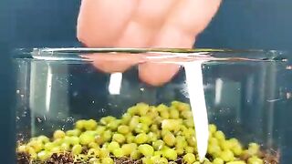 Mung Bean Growth in Real Time | From Tiny Seed to Fresh Green Sprouts 🌱