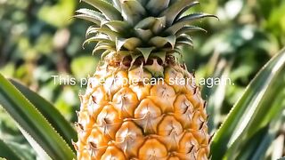 Pineapple Growth in Real Time | From Tiny Plant to Tropical Fruit 🍍🌱