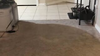 You Won't Believe This! 🤯 #dogtrainingtricks