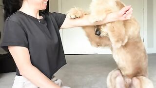 You Won't Believe This! 🤯 #dogtrainingtricks 2
