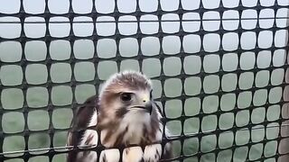 You Won't Believe This! 🤯 #rescueanimalsheartwarming