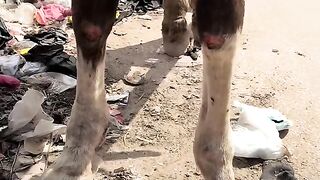 You Won't Believe This! 🤯 #rescueanimalsheartwarming 2