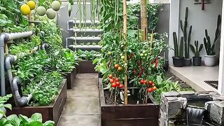 Home Garden with all vgetable in your home
