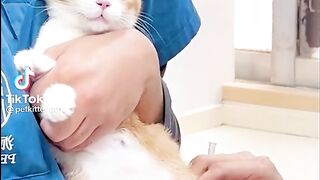 Cat injection time see jump on injection ????????