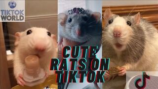 Baby Cats - Cute and Funny Cat Videos Compilation | Aww Animals