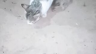 Funny 0125