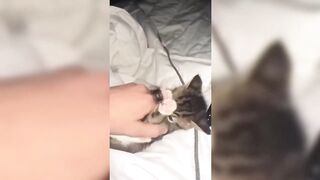 You Definitely Laugh,Trust me ???? Cute Cats And Dogs ???? Funny Animals Life???? Part-5