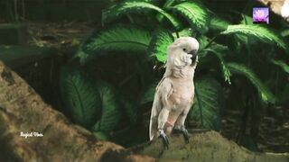 Beautiful recitation of Qur'an#tilawat Quran#beautifull parrot ????