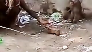 Funny monkey function in Pakistan