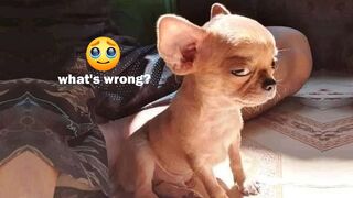 Funniest Animals 2023 Funny Cats and Dogs Video Compilation | Try not to Laugh