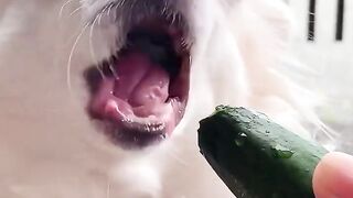 dog cut