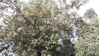 Fruit catching