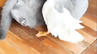 funi moment animal