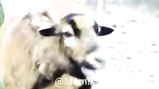 New Funny videos latest fun Goat 2023