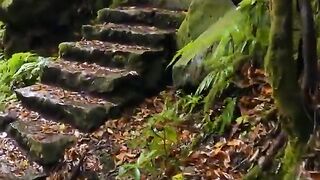 Stairs on jungle