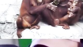 funny video short 38