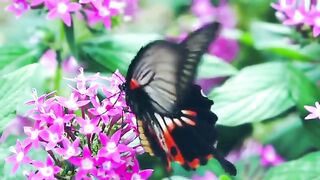 Beautiful butterfly
