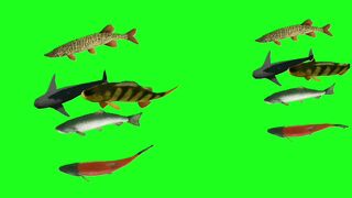 Green Screen Animated fishes with copywrite free music 2023