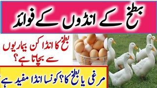 Benefits of Duck Eggs In Urdu