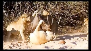 Animals//Animals video