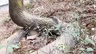 Asnik video