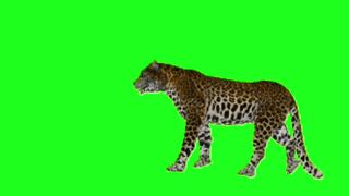 Green screen animated chetah