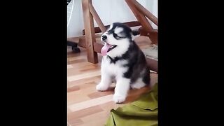 baby cute dog
