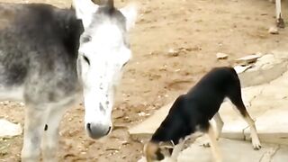 Funny dog & donkey